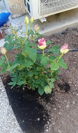 Дочь посадила розы.