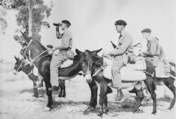 Ослиная кавалерия на Кипре.jpg