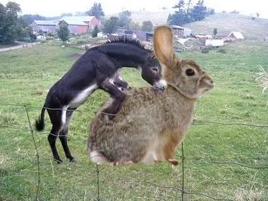 donkey и bunny.jpg