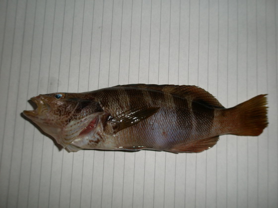 Рыбка 2.jpg