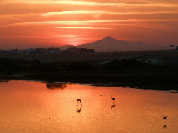 Rozovyj-flamingo-_-ditya-zakata_.jpg