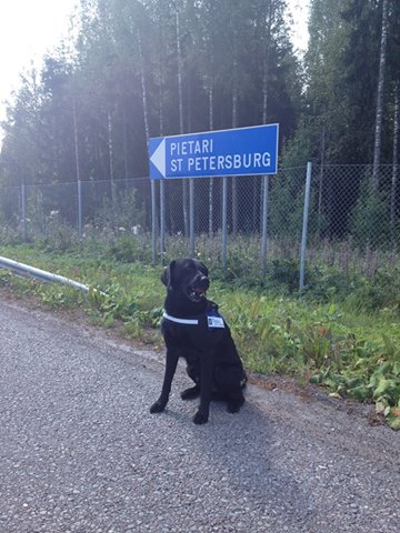 Финский пограничный пес Гамма , обучен искать незаконно провозимые партии табака.