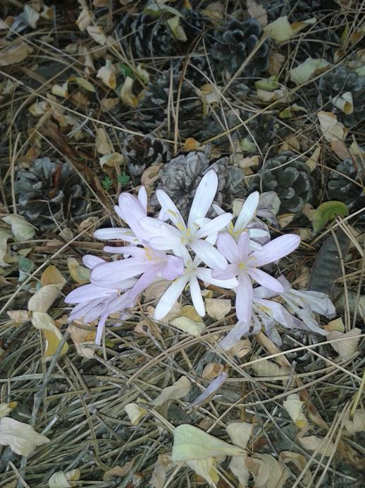 krokus, Troodos