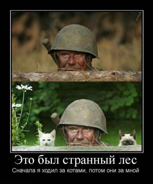 лес.jpg