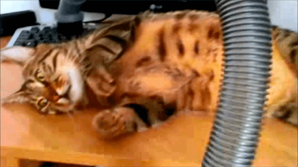 0_d063f_22cd0f78_orig.gif