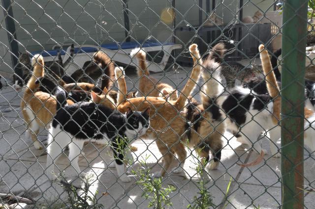 Cat sanctuary 1.JPG