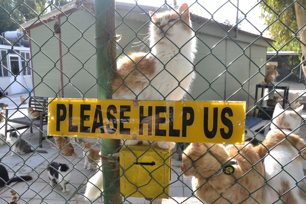 Cat sanctuary 2.jpg
