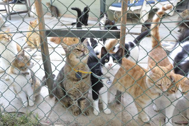 Cat sanctuary 4.JPG