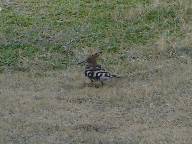 DSC05090.JPG