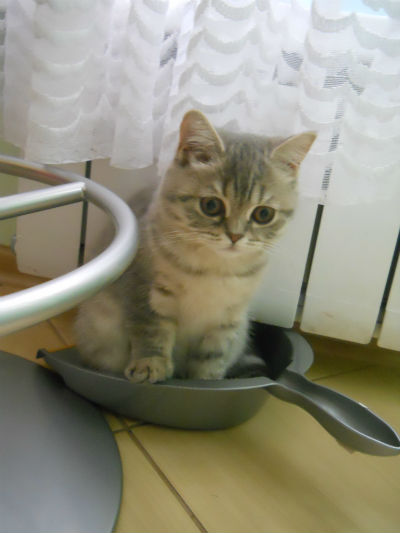я крайне послушная Кошь