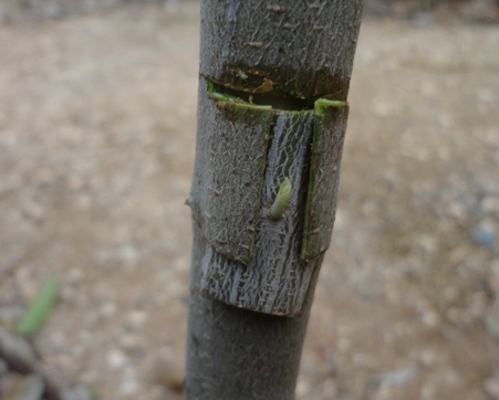 DSC01260.JPG