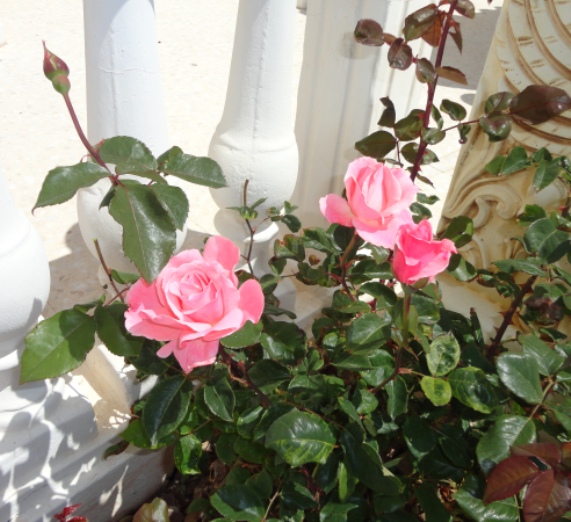 DSC01330.JPG