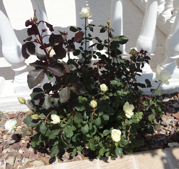 DSC01331.JPG