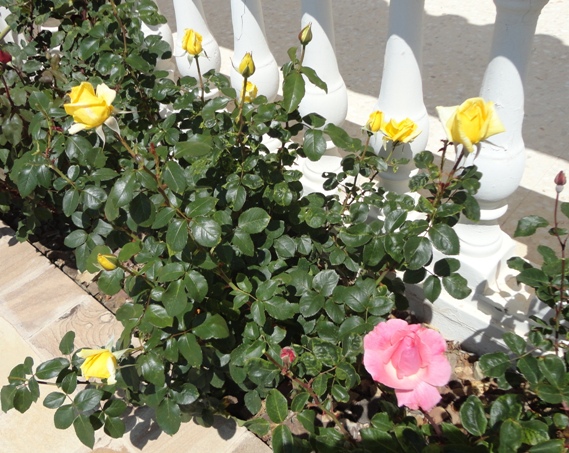 DSC01332.JPG