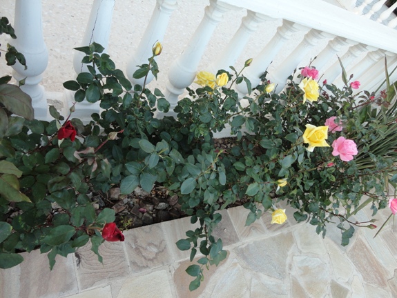 DSC01347.JPG