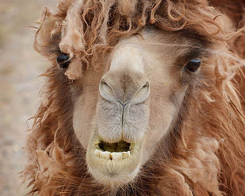 alpaca_18fuo1d-18fuo8c.jpg