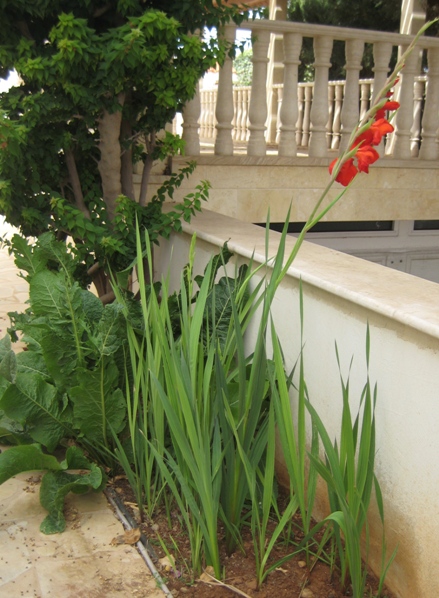 IMG_8965.JPG
