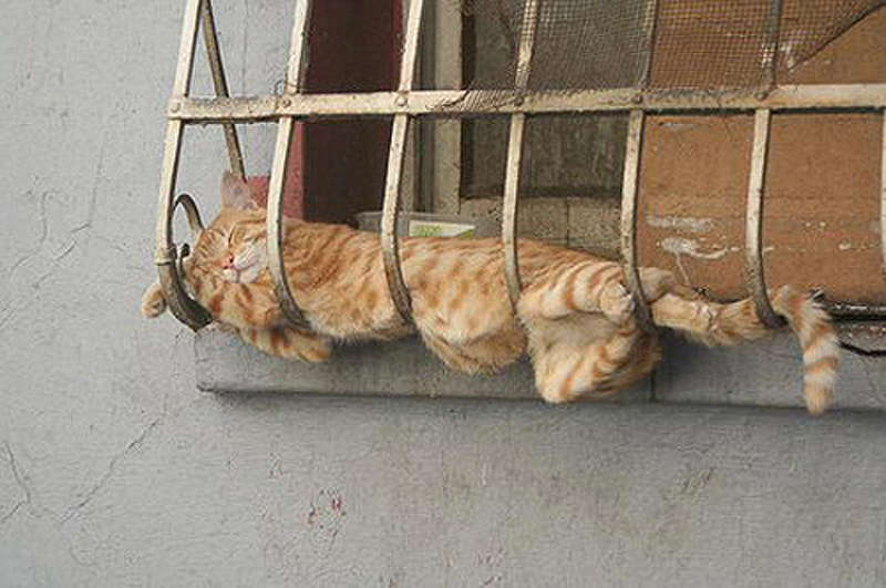 cats-15.jpg