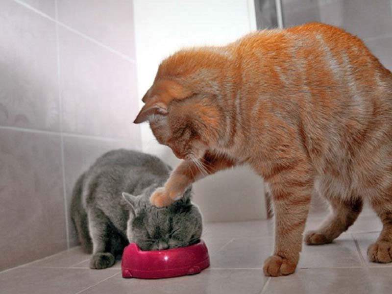 cats-16.jpg