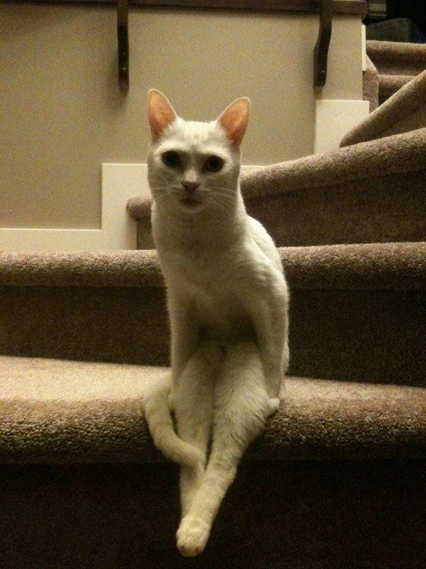cats-20.jpg