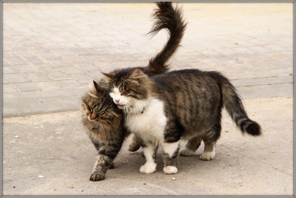 cats.JPG