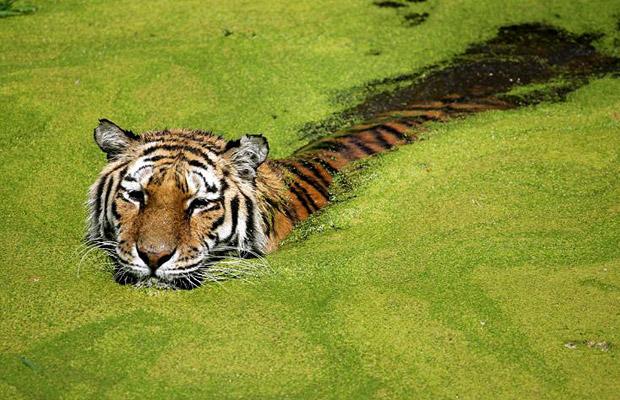 1256906017_zoo_30.jpg