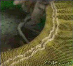 0_d8483_a2d7b3e4_orig.gif