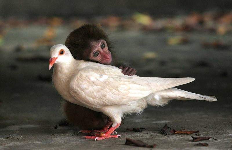 АЛКАША в гостях у Pigeon