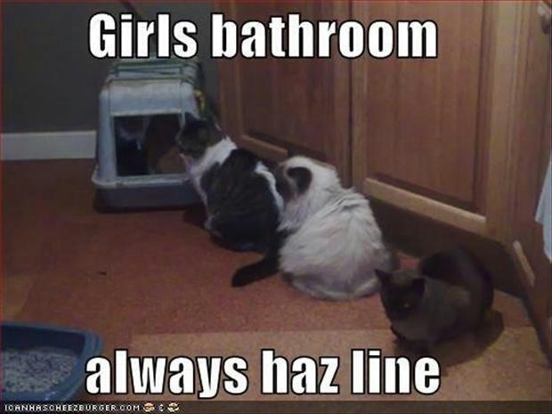 Funny-cats.jpg