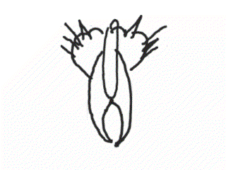 63707_original.gif