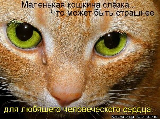sleza.jpg
