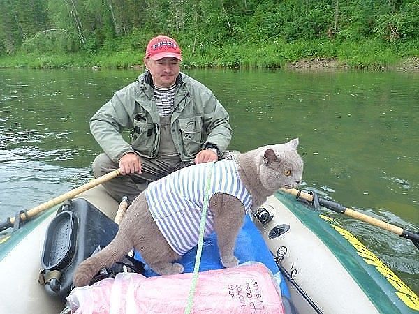 kotvtelnyashke.jpg