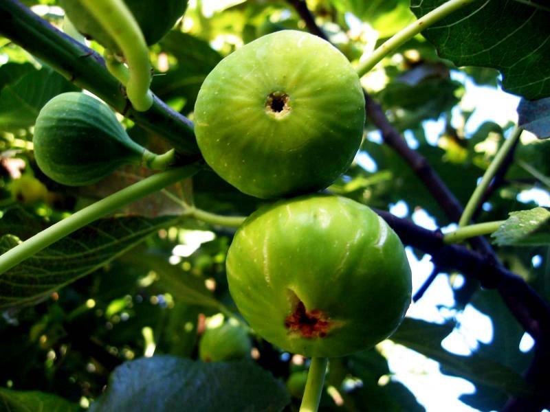 fig.JPG
