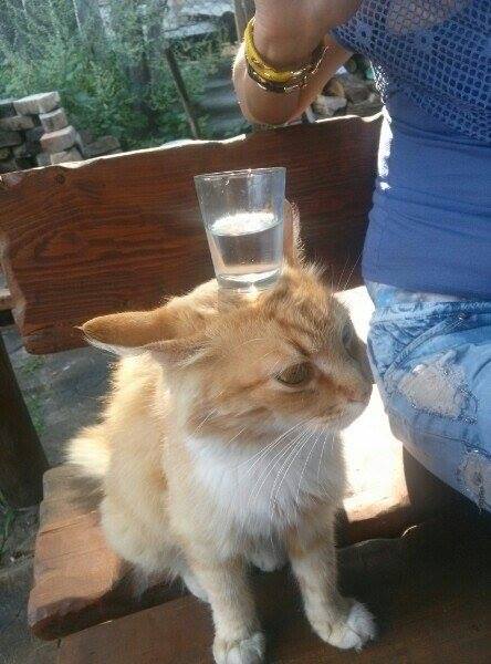 kote.jpg