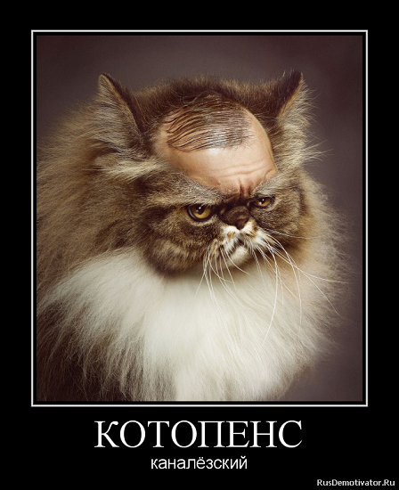 котопенс.png