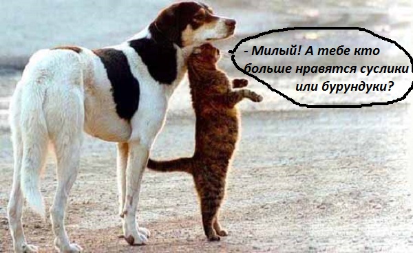 бурундук.jpg