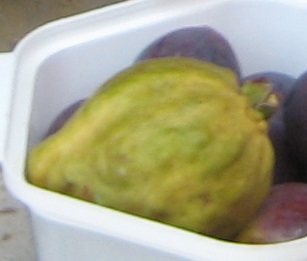 IMG_6859.JPG