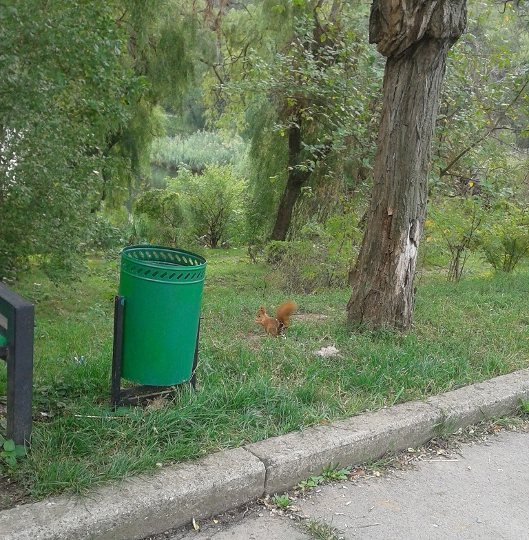 belka.jpg
