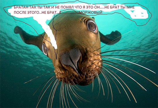 tyuleni_morskie_kotiki_foto_08.jpg