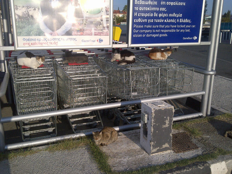 Carrefour cats.jpg