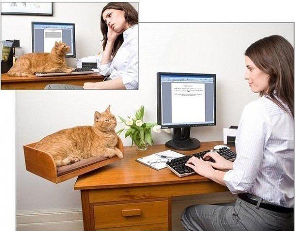подставкакоту.jpg