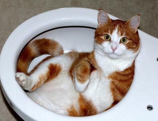 00cat13.jpg