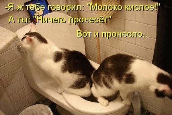 песочница-котики-котэ-унитаз-84388.jpeg