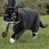 99px_ru_avatar_154142_chernaja_koshka_idet_po_polu.gif