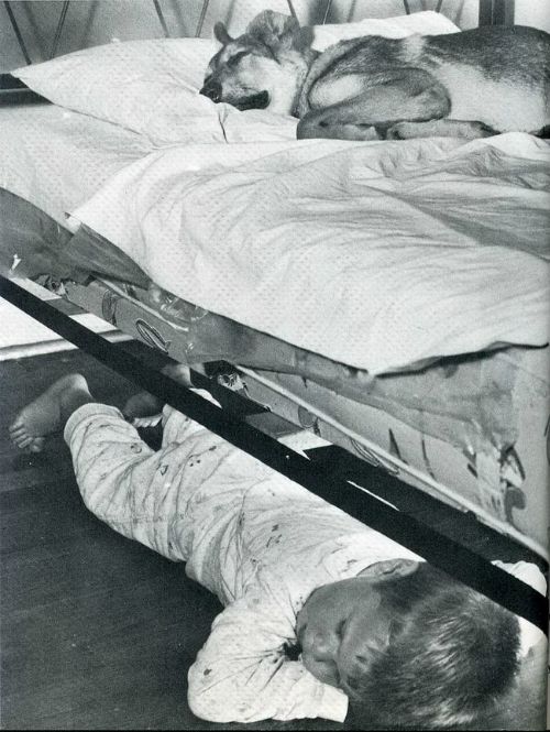 собаки.jpg