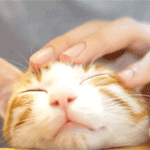 99px_ru_avatar_153831_rijego_kota_gladjat_po_golove.gif