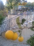 sladkiy limon.jpeg