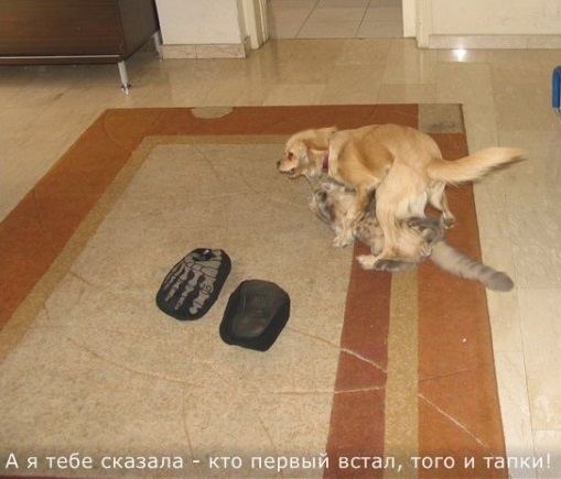 Тапки.jpg