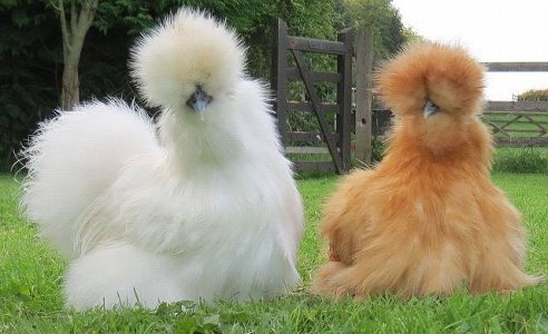 Написано, что это китайские шелковые курицы.