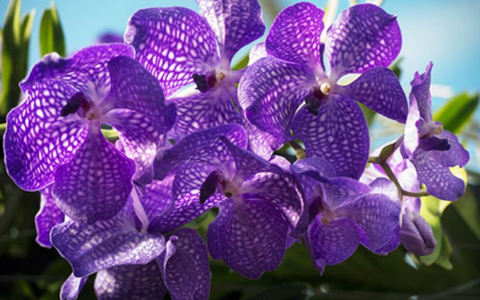 kew14_5.jpg